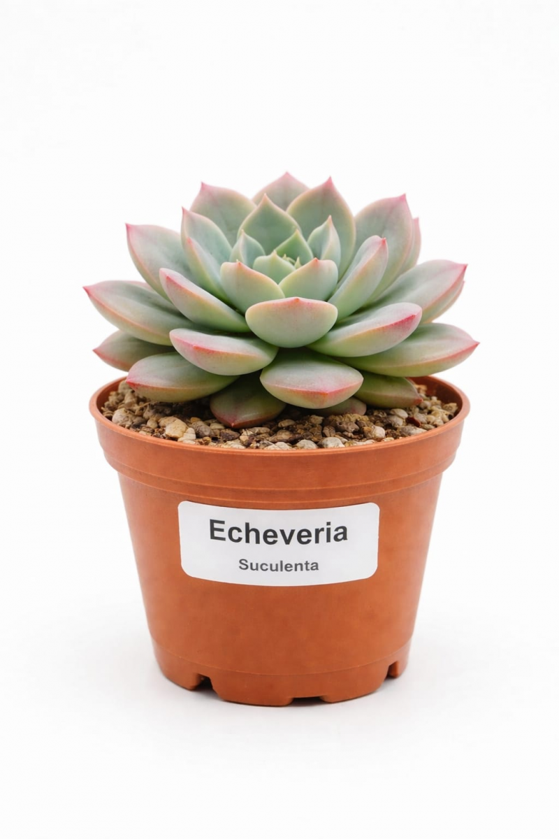 Planta Decorativa Suculenta Grande Xund