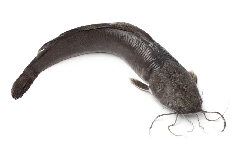 Bagre De Rio Enteroxkg Pescado