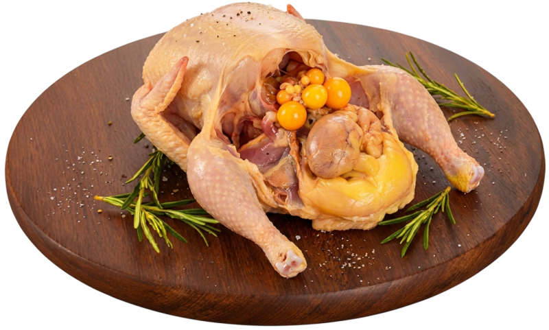 Gallina Criolla Campesina 1,5-1,6x Und
